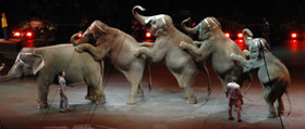 circus-elephants-lineup